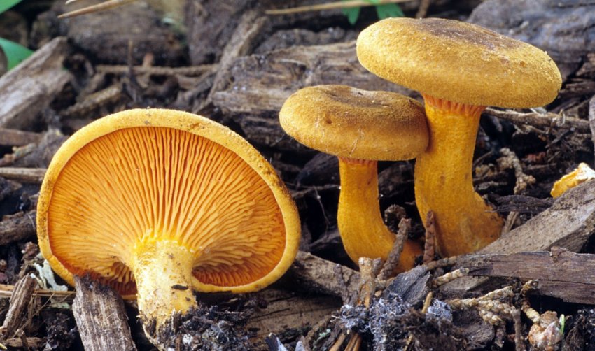 Лисички помилкові Лисички помилкові