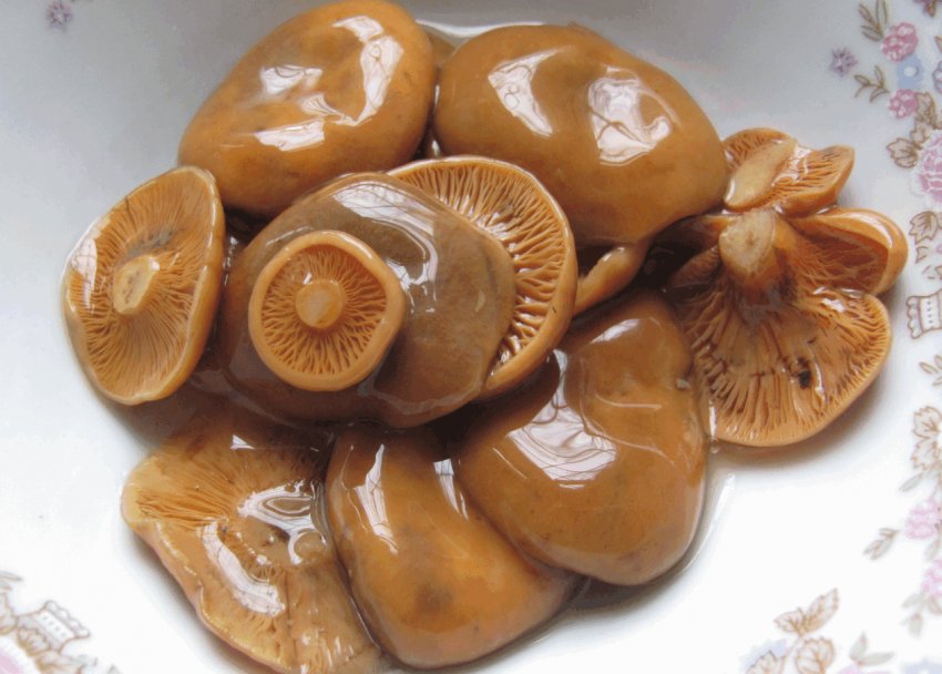 Солоні рижики Солоні рижики