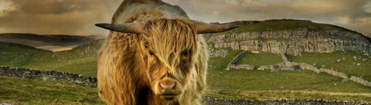 Міні-корови гайленд: характеристика, догляд і годування