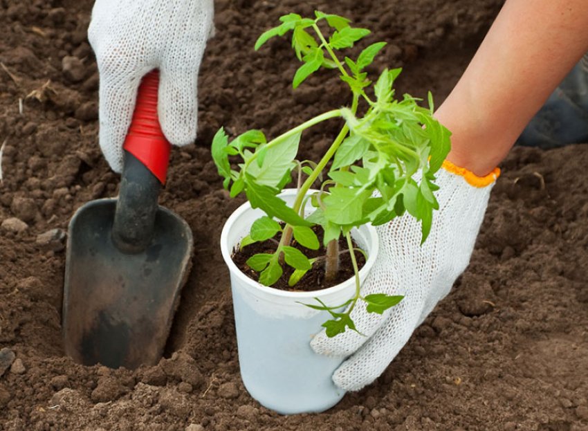 Висадка розсади на постійне місце Висадка розсади на постійне місце