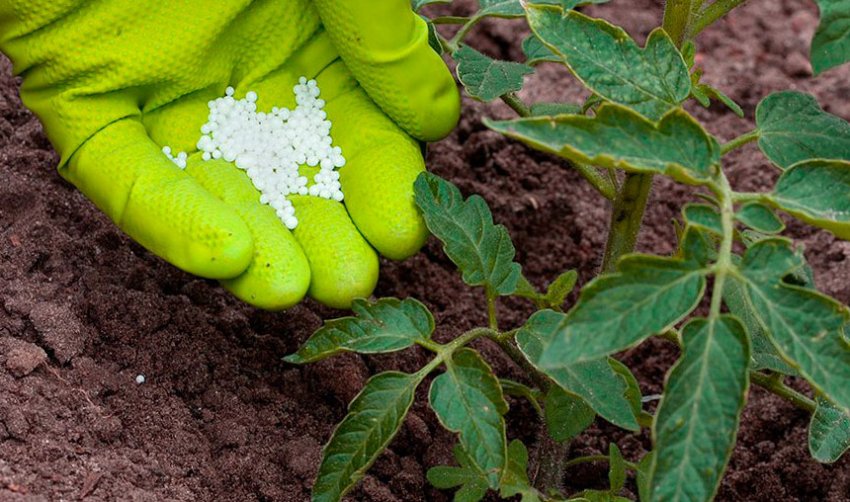 Внесення добрив Внесення добрив