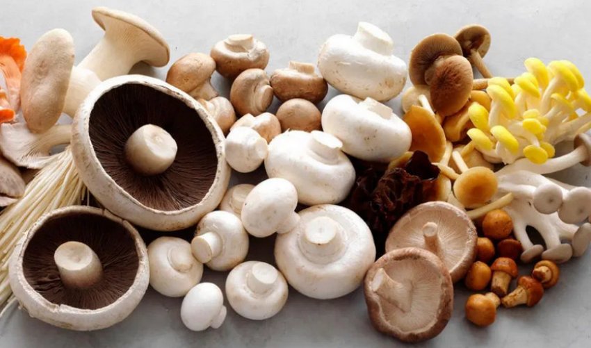 Гриби різних сортів Гриби різних сортів