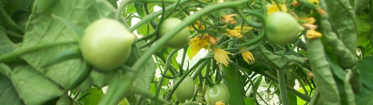 Чому не цвітуть помідори в теплиці і що при цьому робити?