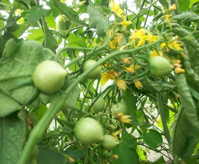 Чому не цвітуть помідори в теплиці і що при цьому робити?