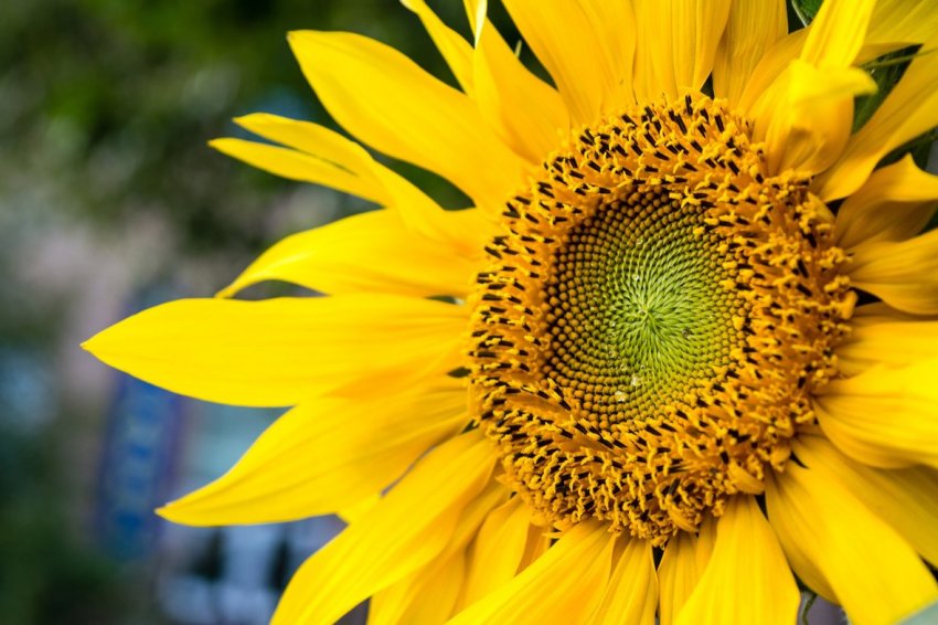 Літня спека не дала AgroGeneration отримати рекордний урожай соняшнику Літня спека не дала AgroGeneration отримати рекордний урожай соняшнику