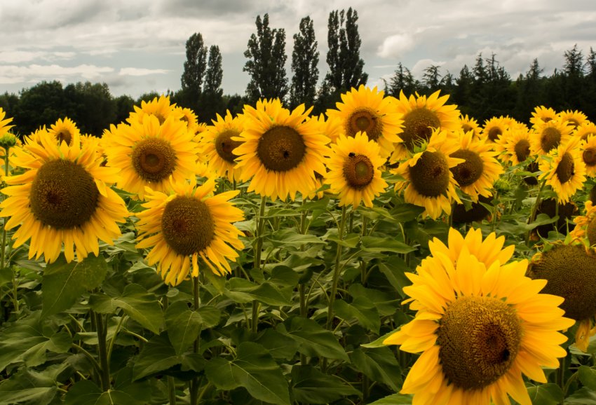 Літня спека не дала AgroGeneration отримати рекордний урожай соняшнику Літня спека не дала AgroGeneration отримати рекордний урожай соняшнику