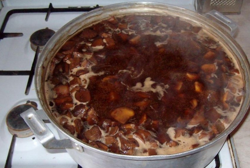 Обробка свинушок перед приготуванням