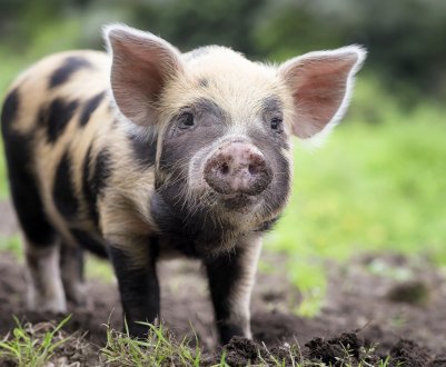 Популяція свиней Північної Америки на рекордному рівні