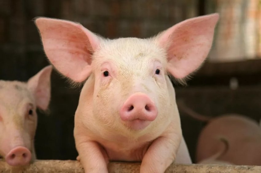 Популяція свиней Північної Америки на рекордному рівні Популяція свиней Північної Америки на рекордному рівні