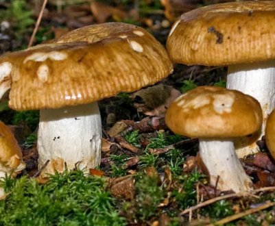 Все про грибі валуе та особливості його застосування в кулінарії і медицині