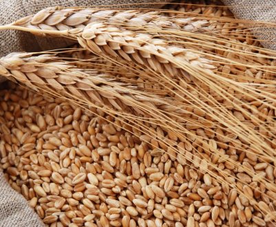 Зростання середньомісячних температур поліпшив умови перезимівлі пшениці