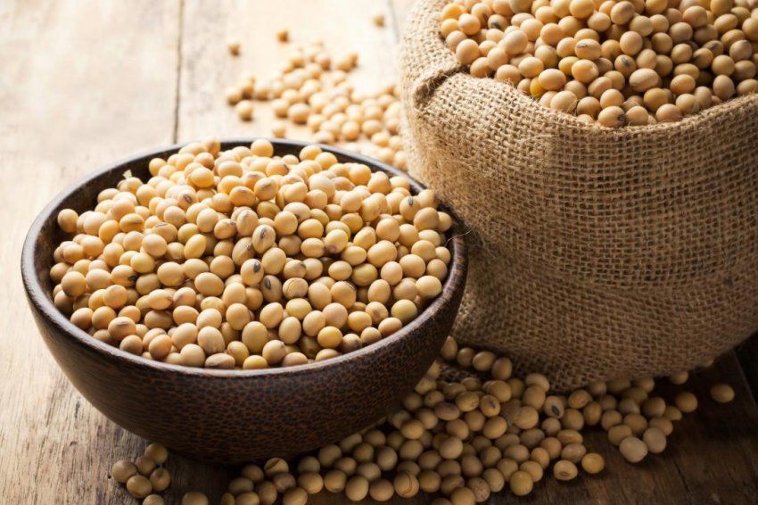 Урожай кукурудзи на сході Німеччини знизився із-за посухи