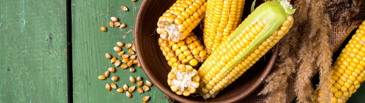 Урожай кукурудзи на сході Німеччини знизився із-за посухи