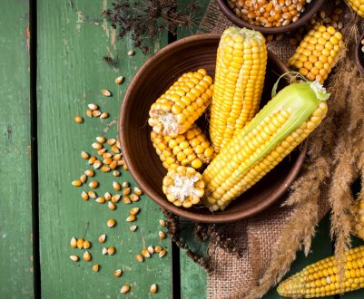 Урожай кукурудзи на сході Німеччини знизився із-за посухи