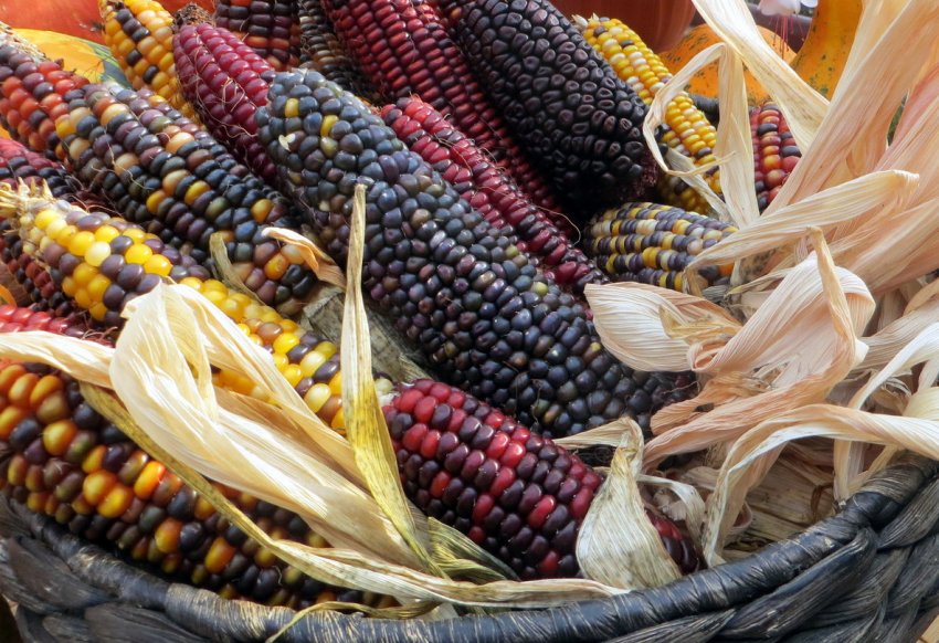 Урожай кукурудзи на сході Німеччини знизився із-за посухи