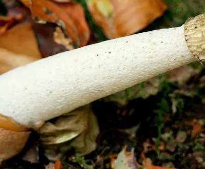 Веселка звичайна