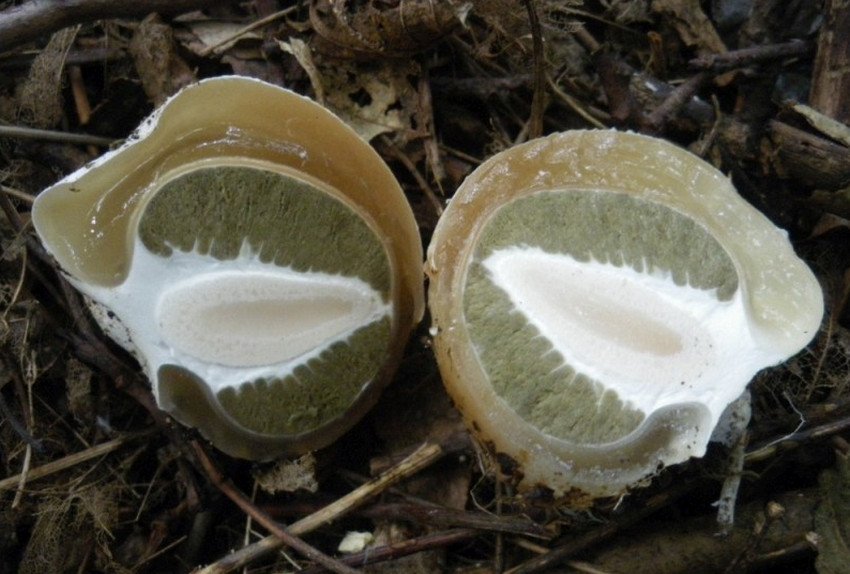 Гриб веселка звичайна: де росте, фото, застосування земляного масла