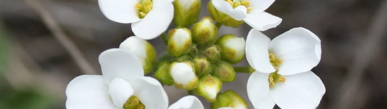 Глобальне потепління зменшить різноманітність рослин у Європі