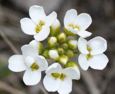 Глобальне потепління зменшить різноманітність рослин у Європі