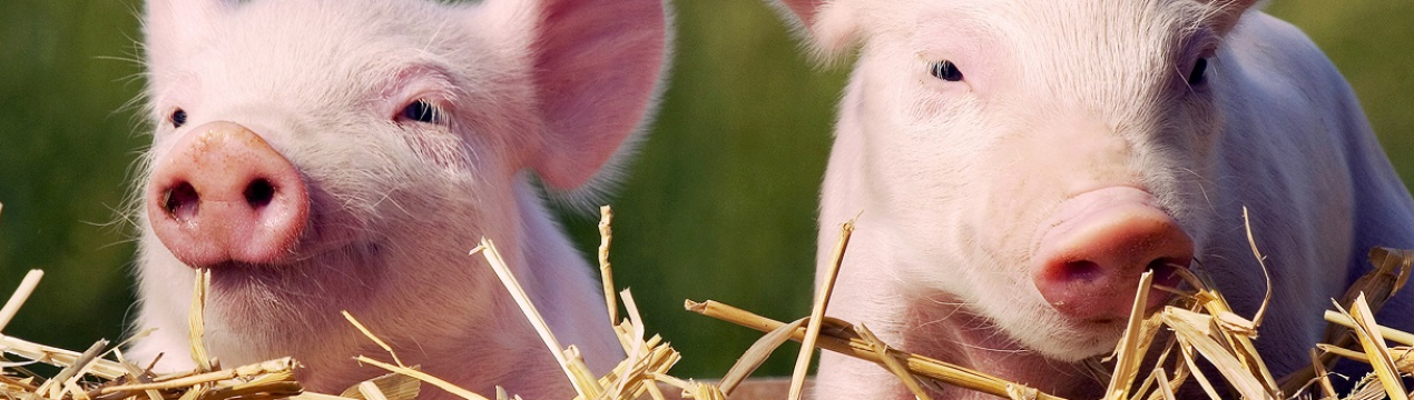 АЧС: Люди, що контактують зі свинями, не повинні брати участь у зборі грибів