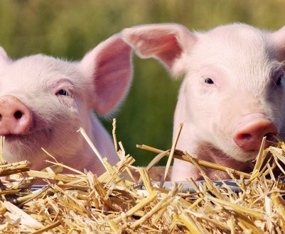 АЧС: Люди, що контактують зі свинями, не повинні брати участь у зборі грибів