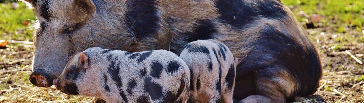 Жертвами АЧС стали 43 тисячі свиней з Калінінградської області