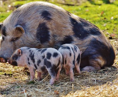 Жертвами АЧС стали 43 тисячі свиней з Калінінградської області