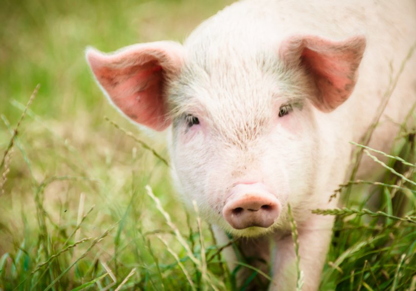 Жертвами АЧС стали 43 тисячі свиней з Калінінградської області