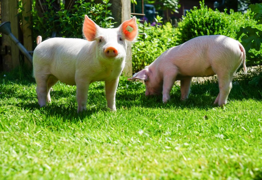 Жертвами АЧС стали 43 тисячі свиней з Калінінградської області