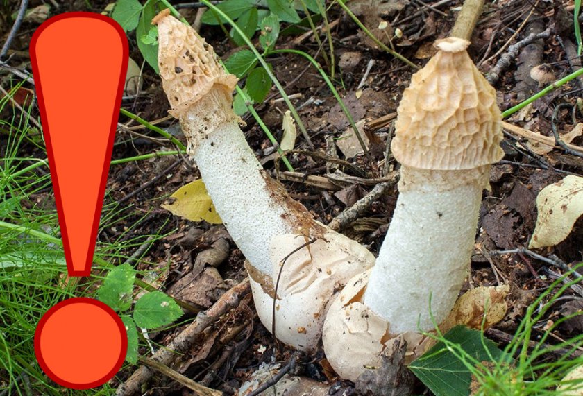 Как выращивать гриб веселка в домашних условиях?