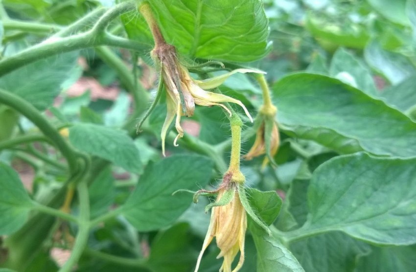 Квітки помідорів