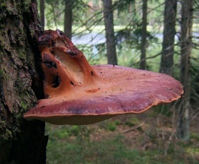 Як виглядає печінковий гриб або печіночниця звичайна