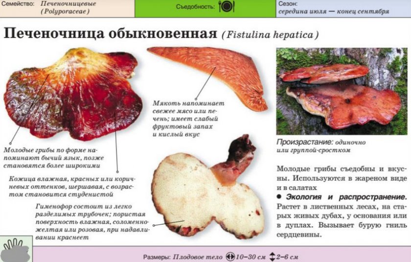 Печёночный гриб Печёночный гриб