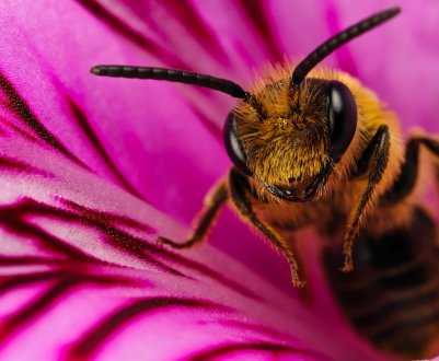 Липецька агрофірма відповість за загиблих бджіл