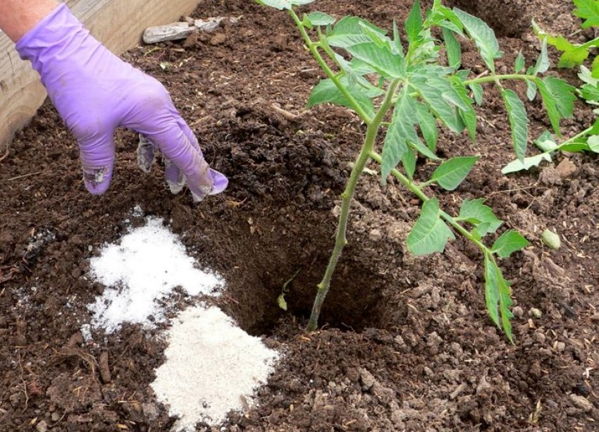 Підживлення помідорів