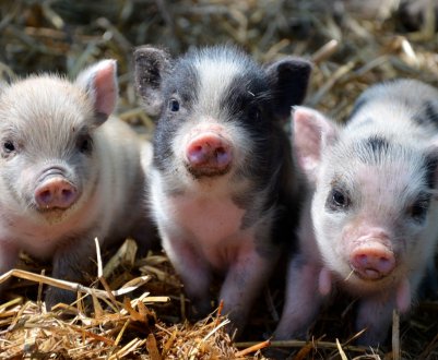 Черкізово відкриває новий свинокомплекс в Пензенській області