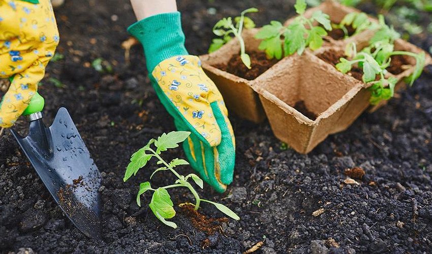 Висадка томатів