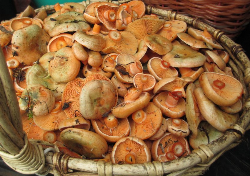 Рижики для засолювання