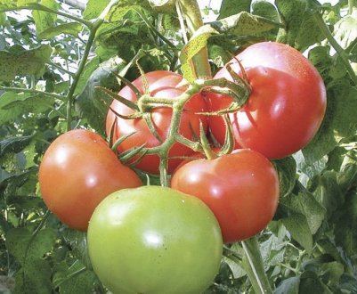 Томат «Волгоградський»: характеристика та опис сорту, посадка, вирощування і догляд