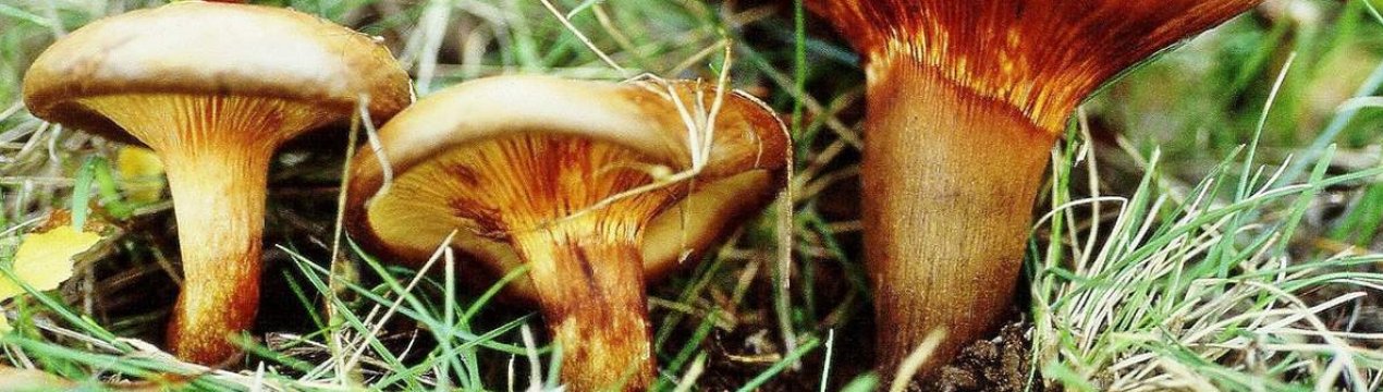 Смертельно отруйний гриб свинушка тонка