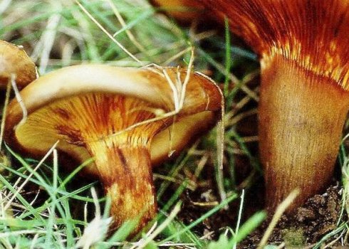 Смертельно отруйний гриб свинушка тонка