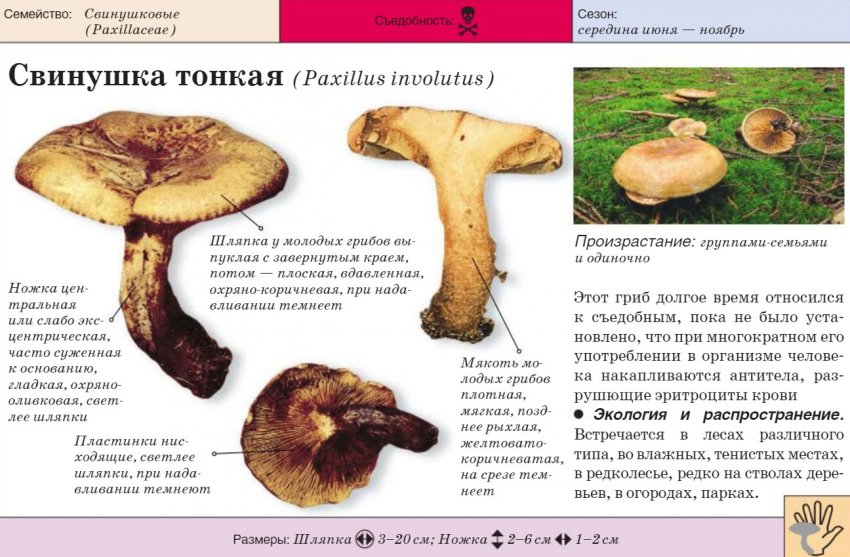 Свинушка тонка