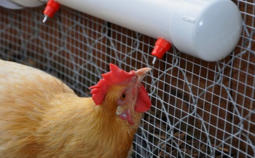 Курка п'є з поїлки