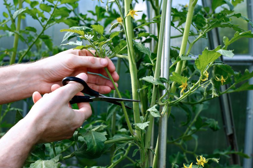 Пасинкування