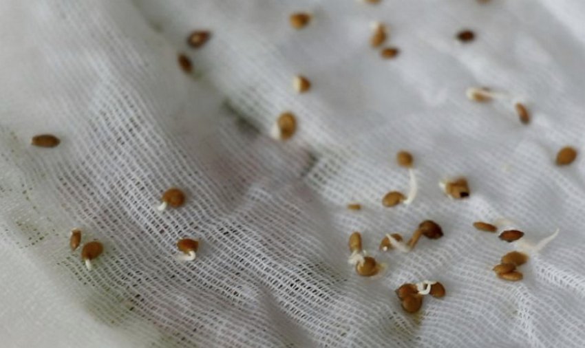 Схожість насіння томатів Схожість насіння томатів