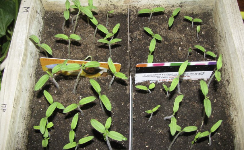 Перші сходи Перші сходи