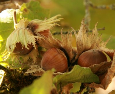 Горіх фундук