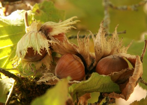 Горіх фундук