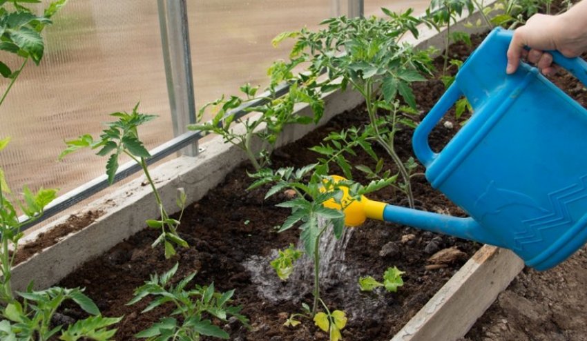 Полив помідорів