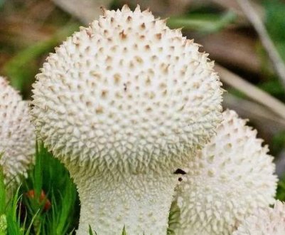 Опис їстівного дощовика (Lycoperdon Perlatum)